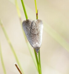 Adeixis inostentata