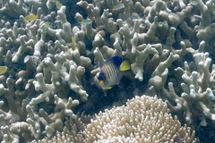 Pygoplites diacanthus