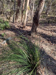 Xanthorrhoea macronema