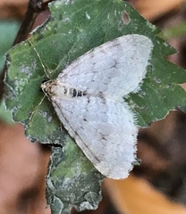 Operophtera fagata