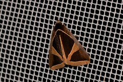 Agamana conjungens