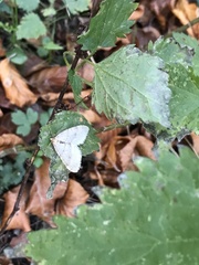 Operophtera fagata