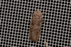 Cryptophasa irrorata