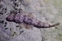 Cymbacephalus beauforti