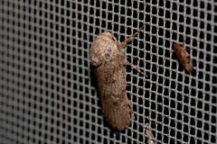 Cryptophasa irrorata