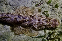 Cymbacephalus beauforti