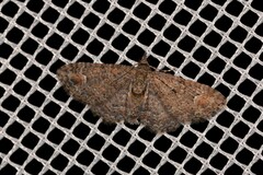 Pasiphilodes testulata