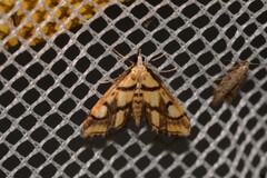 Aboetheta pteridonoma