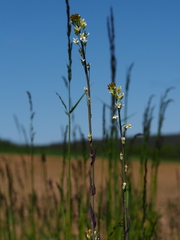 Turritis glabra