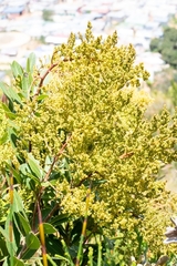 Laurophyllus capensis