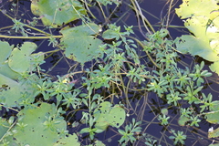 Ludwigia taiwanensis