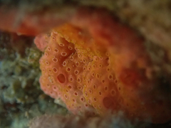 Botrylloides violaceus