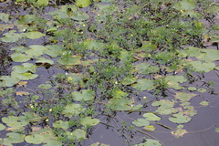 Ludwigia taiwanensis