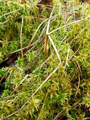Sphagnum fallax