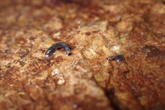 Simuliidae