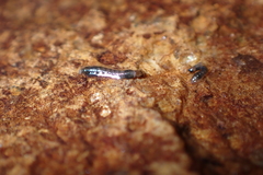 Simuliidae