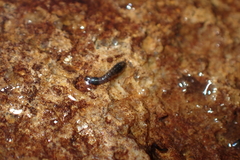 Simuliidae