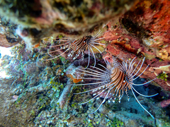 Pterois antennata