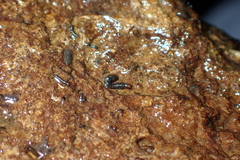 Simuliidae