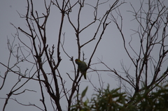 Parvipsitta porphyrocephala