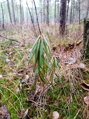 Rhododendron tomentosum