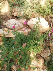 Plantaginaceae