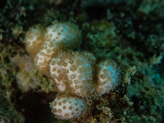 Asterospicularia randalli