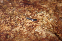 Simuliidae