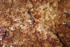Simuliidae