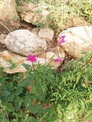 Plantaginaceae