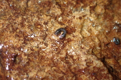 Simuliidae