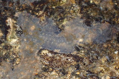 Eoophyla