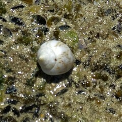 Euplica turturina
