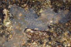 Eoophyla