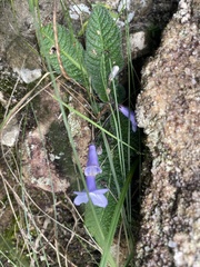 Streptocarpus