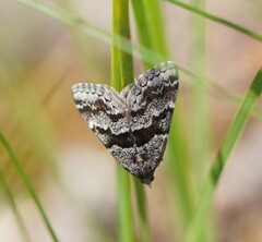 Dichromodes ainaria