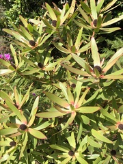 Leucadendron gandogeri