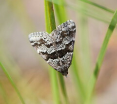 Dichromodes ainaria