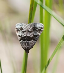 Dichromodes ainaria