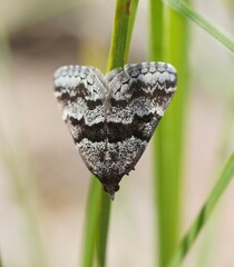 Dichromodes ainaria