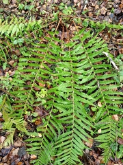 Dryopteris filix-mas