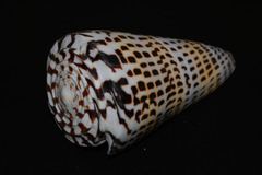Conus litteratus