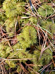 Hylocomium splendens