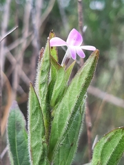 Acanthaceae