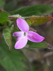 Acanthaceae