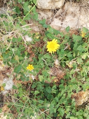 Sonchus oleraceus