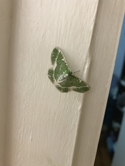 Eucyclodes insperata
