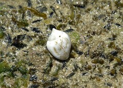 Euplica turturina