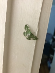 Eucyclodes insperata