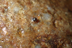 Helotrephidae
